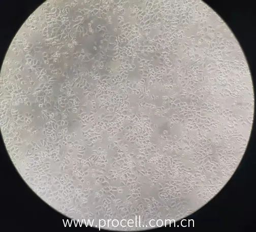 處理后的SK-BR-3細(xì)胞 處理后的SK-BR-3細(xì)胞
