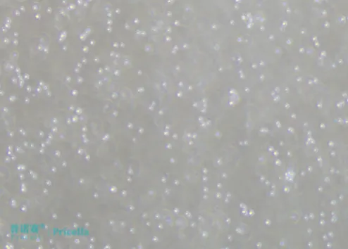使用Accutase酶消化成單細(xì)胞接種圖