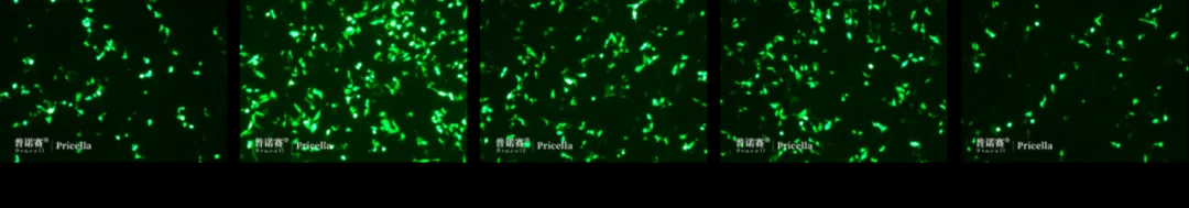 轉(zhuǎn)染試劑與質(zhì)粒不同比例下Hep G2細(xì)胞的熒光蛋白表達(dá)效果 轉(zhuǎn)染試劑與質(zhì)粒不同比例下Hep G2細(xì)胞的熒光蛋白表達(dá)效果
