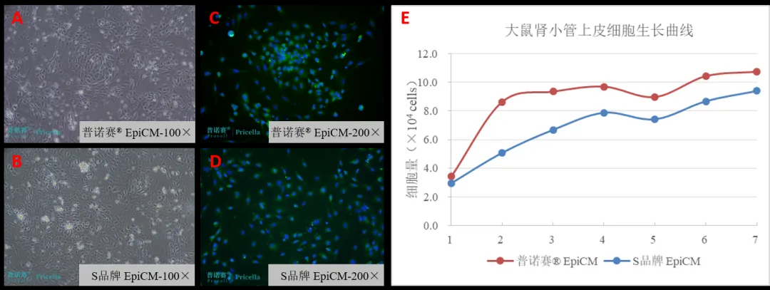 細(xì)胞形態(tài)觀察（A-B）；CK18免疫熒光染色（C-D）；大鼠腎小管上皮細(xì)胞生長(zhǎng)曲線（E）