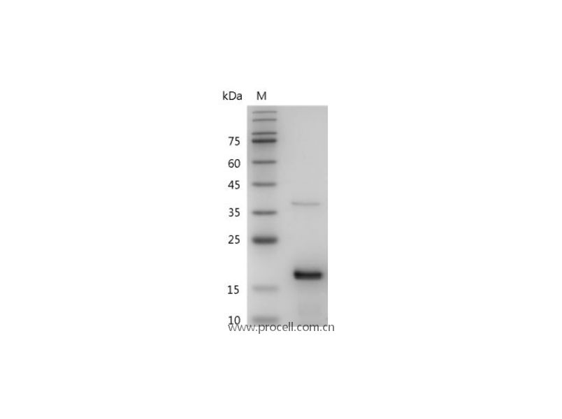 FGF-2/ bFGF/ FGF-b, Mouse, Recombinant