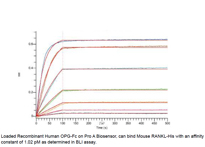 Procell-RANKL/ TRANCE/ TNFSF11 (C-6His), Mouse, Recombinant