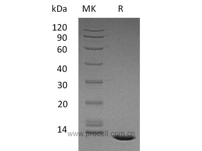 Procell-TGFβ2/ TGFB2, Human, Recombinant