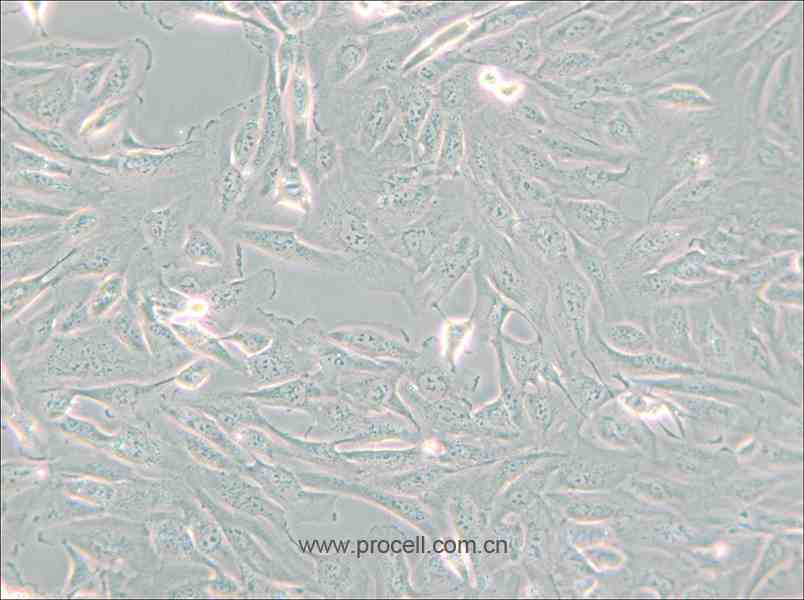 786-O [786-0] (人腎透明細胞腺癌細胞) (STR鑒定正確)