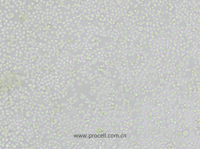 P388D1 (小鼠淋巴樣瘤細胞) (種屬鑒定正確)