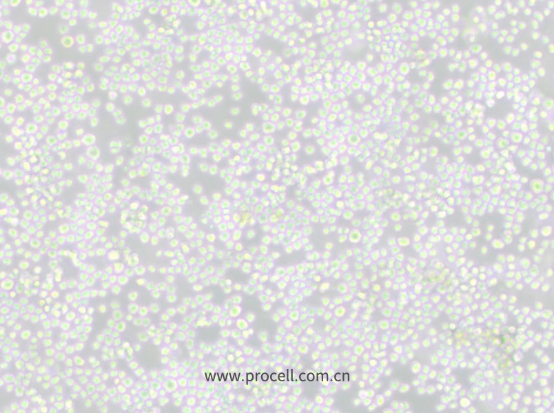 P3X63Ag8 (小鼠骨髓瘤細胞) (種屬鑒定正確)
