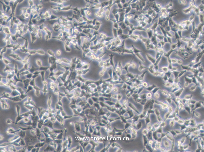 D283 Med (人腦髓母細胞瘤細胞) (STR鑒定正確)
