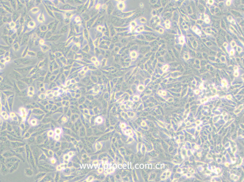 NCI-H157 (人非小細胞肺腺癌細胞) (STR鑒定正確)