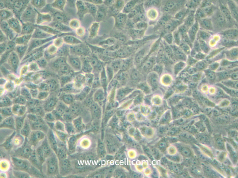 NCI-H157 (人非小細胞肺腺癌細胞) (STR鑒定正確)