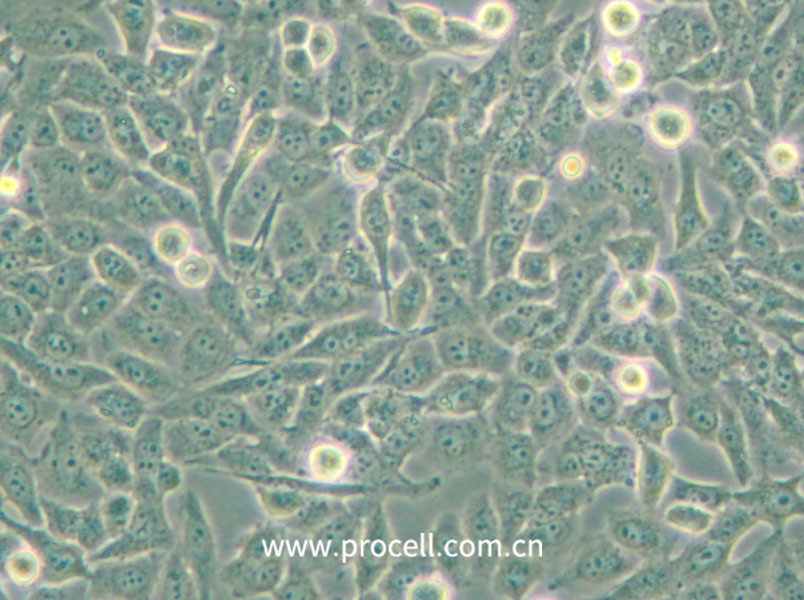 NCI-H157 (人非小細胞肺腺癌細胞) (STR鑒定正確)