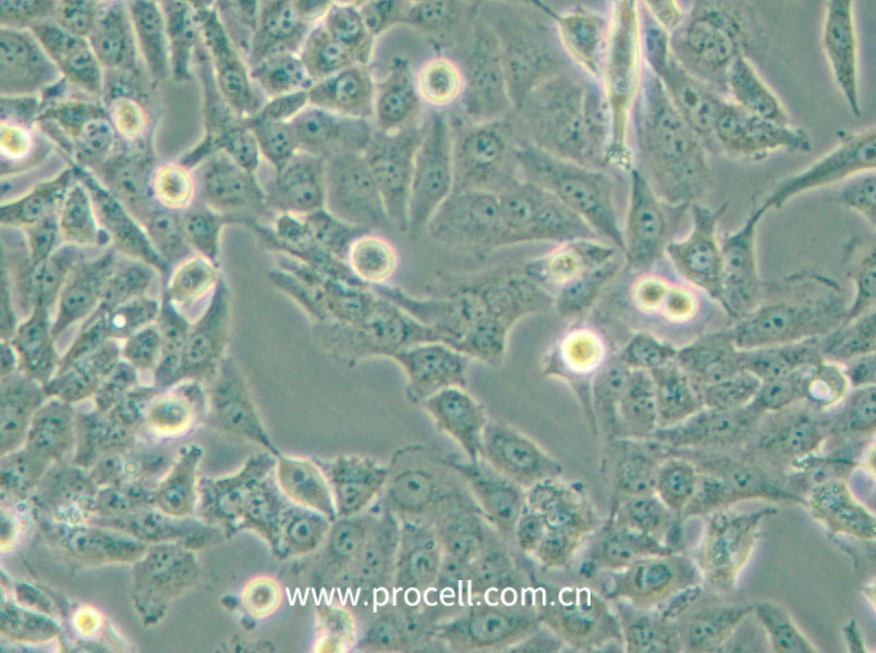 NCI-H157 (人非小細胞肺腺癌細胞) (STR鑒定正確)