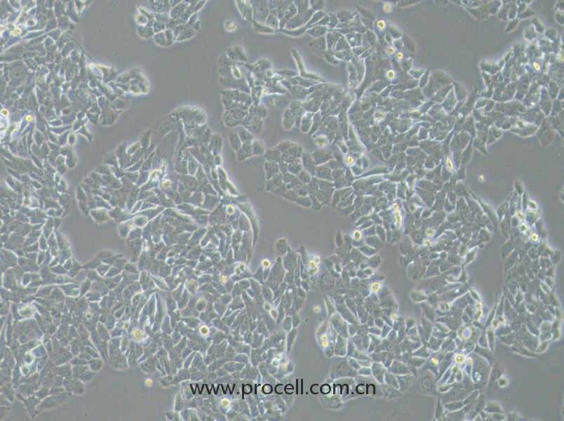NCI-H358 (人非小細胞肺癌細胞) (STR鑒定正確)