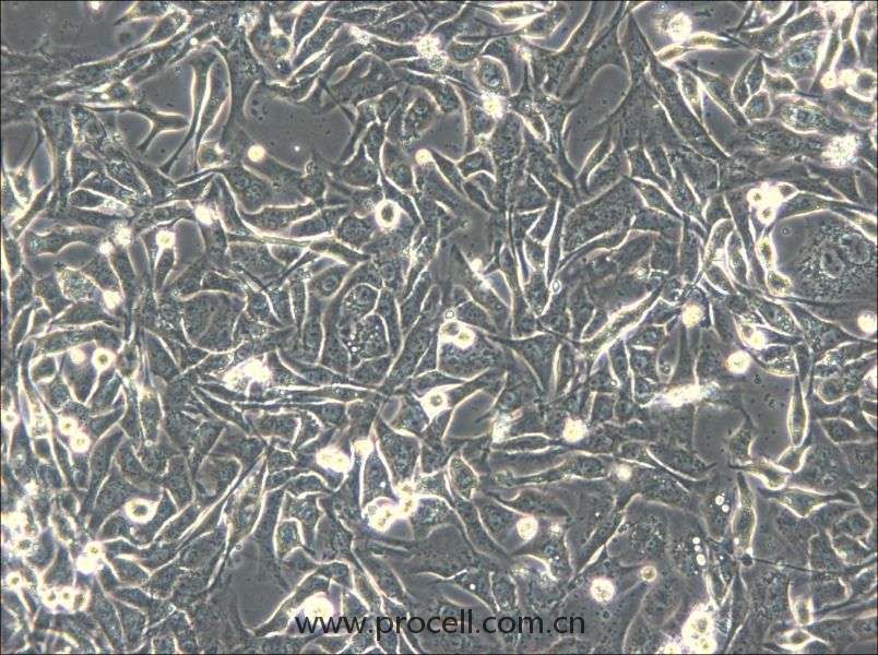 NCI-H596 (人肺腺鱗癌細(xì)胞) (STR鑒定正確）