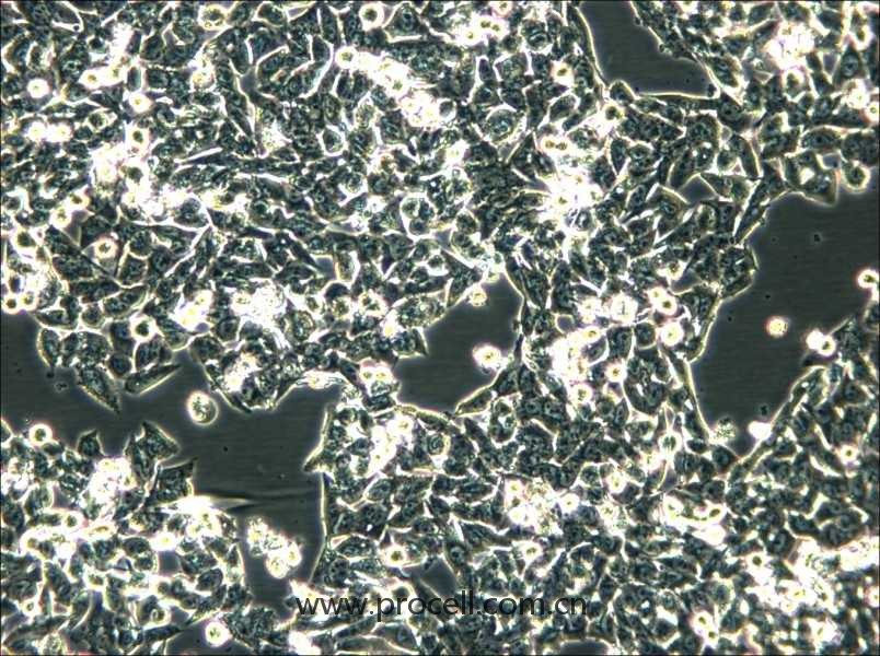 SK-CO-1 (人結(jié)直腸腺癌細胞) (STR鑒定正確）