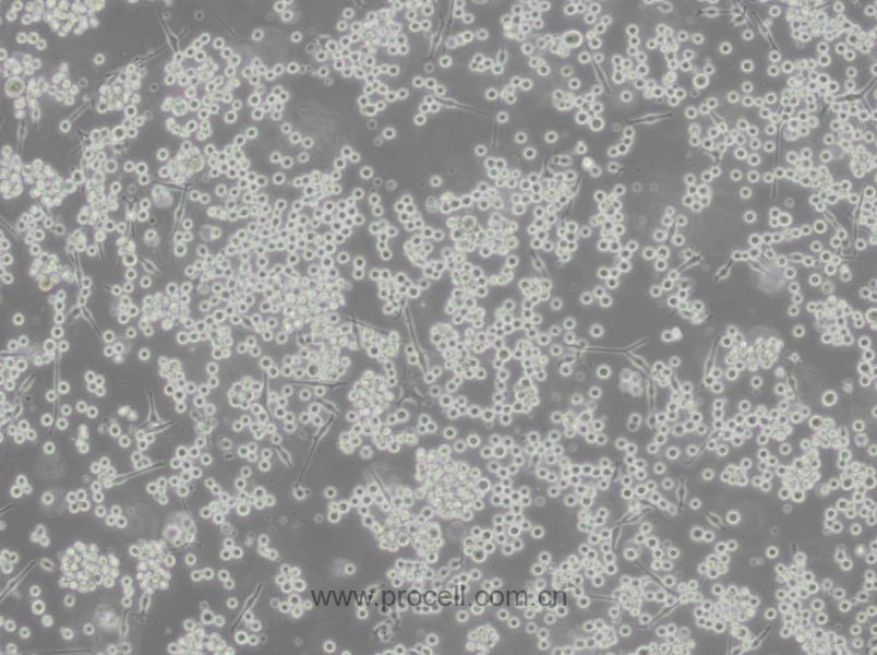 SK-MEL-1 (人皮膚黑色素瘤細胞) (STR鑒定正確)