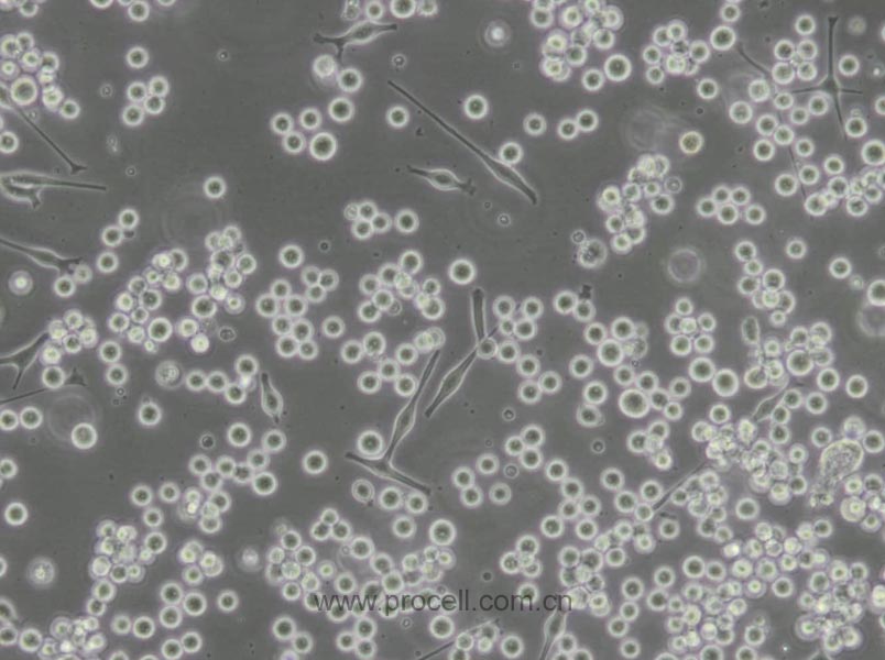SK-MEL-1 (人皮膚黑色素瘤細胞) (STR鑒定正確)