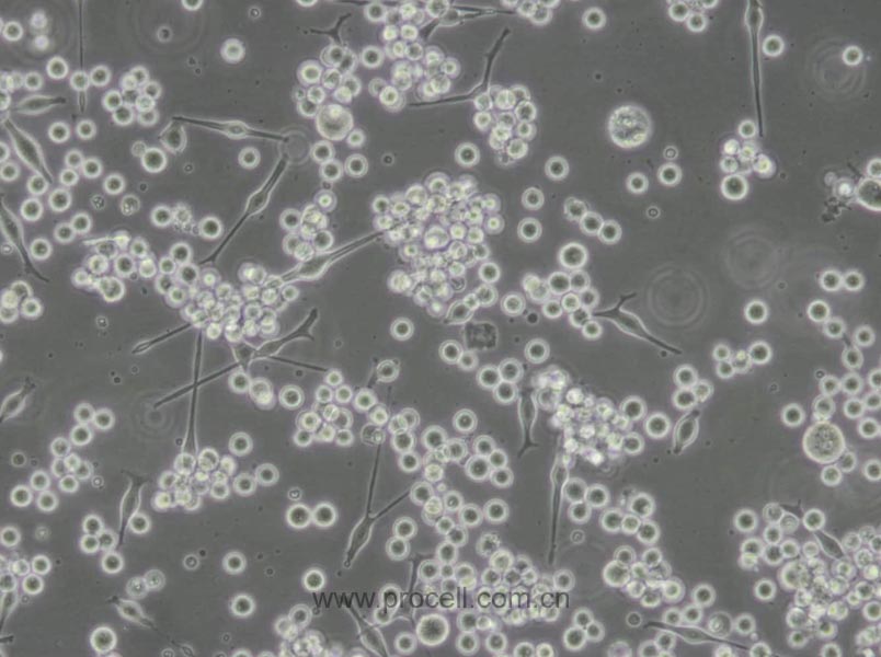 SK-MEL-1 (人皮膚黑色素瘤細胞) (STR鑒定正確)