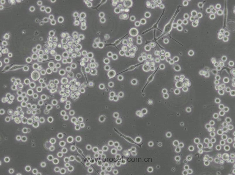 SK-MEL-1 (人皮膚黑色素瘤細胞) (STR鑒定正確)