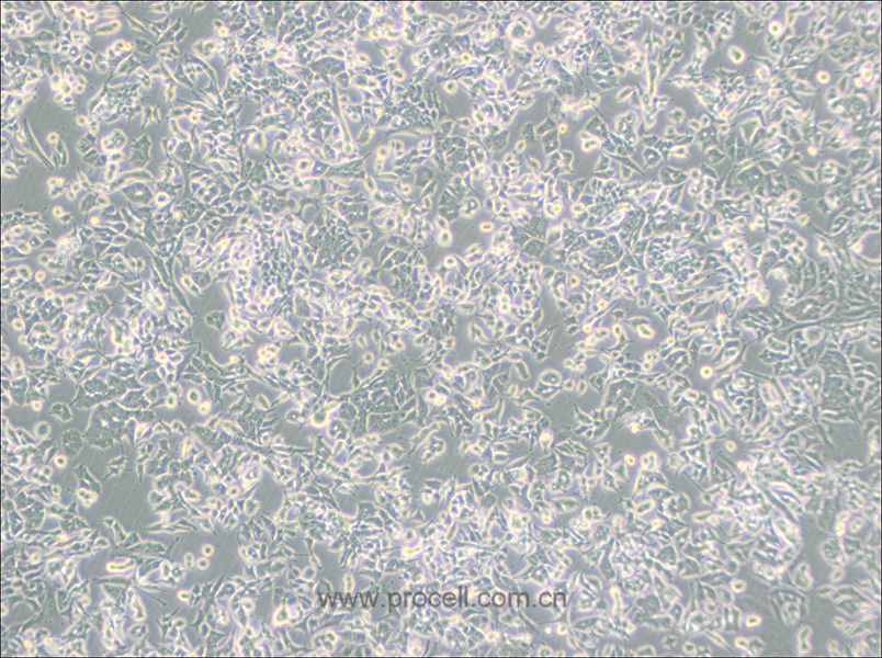 PC-12(Low differentiation) (大鼠腎上腺嗜鉻細(xì)胞瘤細(xì)胞(低分化)) (種屬鑒定正確)