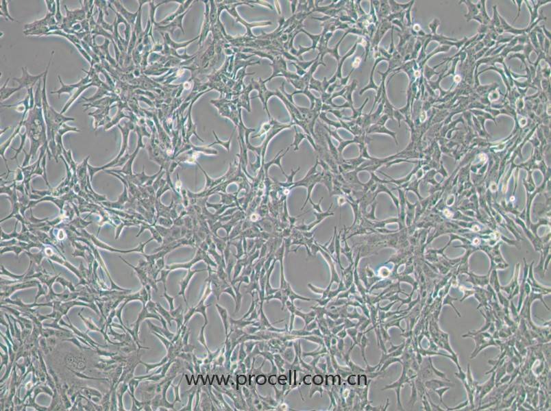 C8-D1A (小鼠小腦星形膠質(zhì)細胞)(種屬鑒定正確)