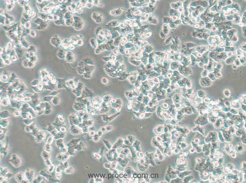 SW48 (人結(jié)腸腺癌細胞) (STR鑒定正確)