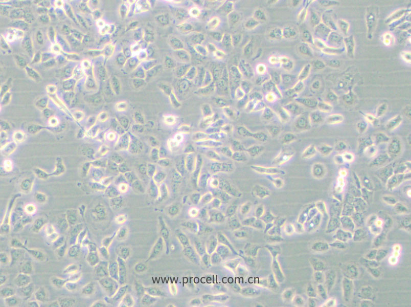 SUM149PT (人乳腺癌細胞) (STR鑒定正確)