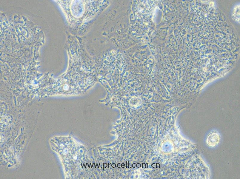 SW1463 (人大腸癌細(xì)胞) (STR鑒定正確)