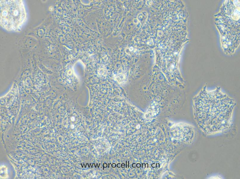 SW1463 (人大腸癌細(xì)胞) (STR鑒定正確)
