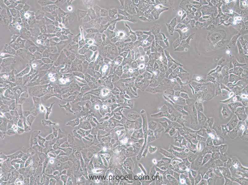 HCC4006 (人肺癌腺癌細胞) (STR鑒定正確)