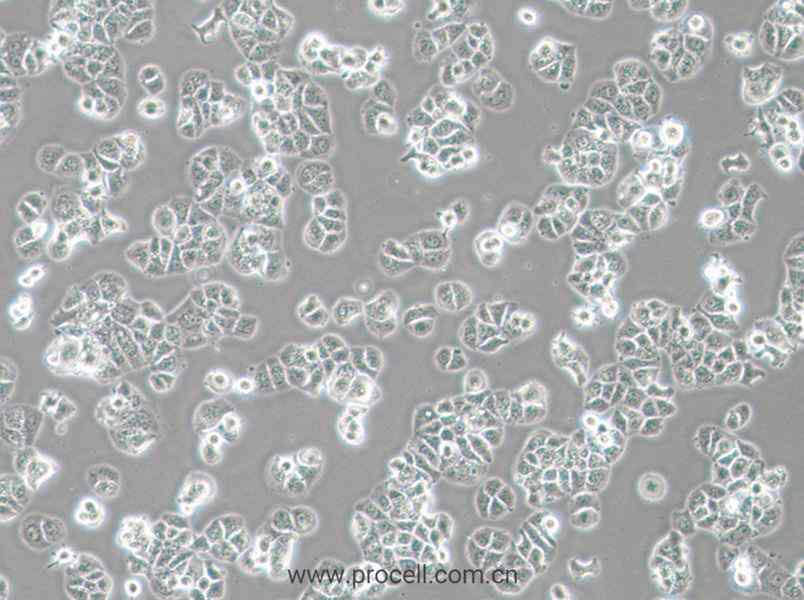 HCC1428 (人乳腺腺癌細胞) (STR鑒定正確)