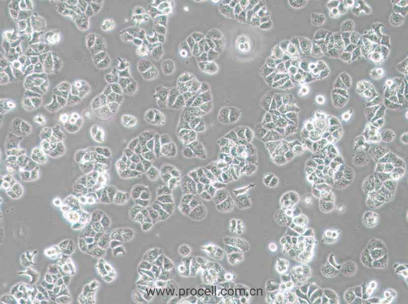 HCC1428 (人乳腺腺癌細胞) (STR鑒定正確)