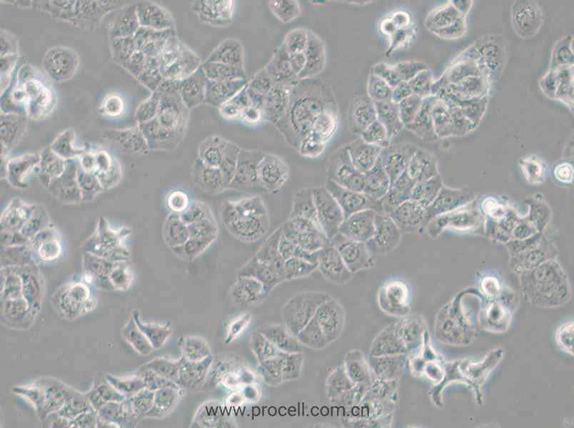 HCC1428 (人乳腺腺癌細胞) (STR鑒定正確)
