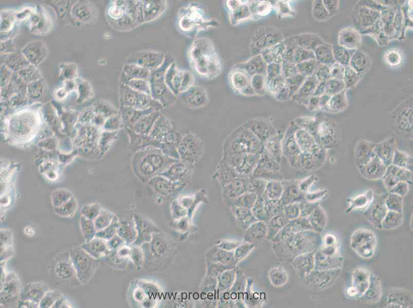 HCC1428 (人乳腺腺癌細胞) (STR鑒定正確)