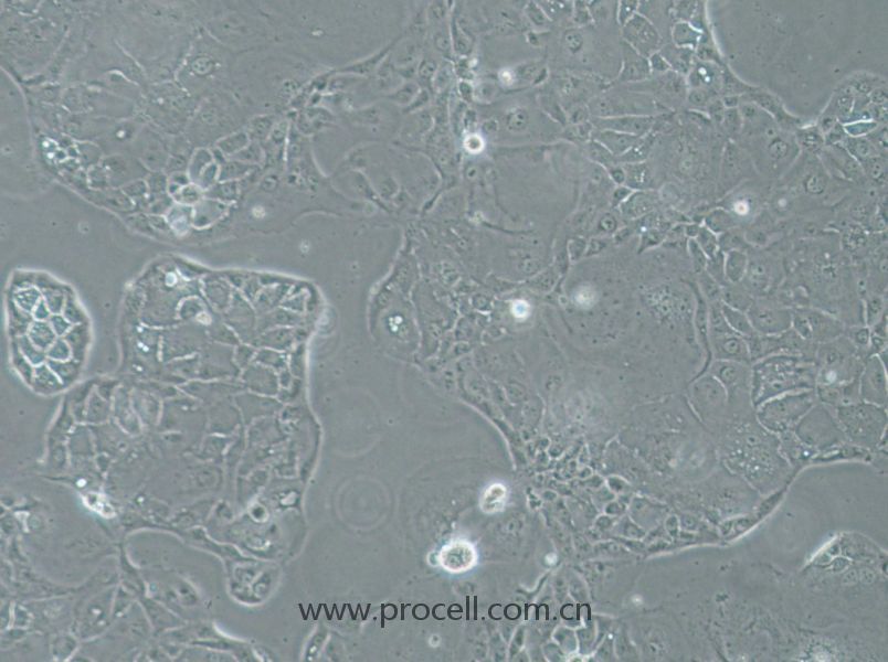 SU.86.86 (人胰腺導管癌細胞) (STR鑒定正確)