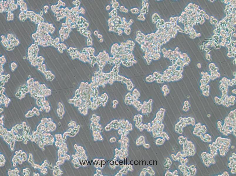 HCC1187（人乳腺導管癌細胞）（STR鑒定正確）