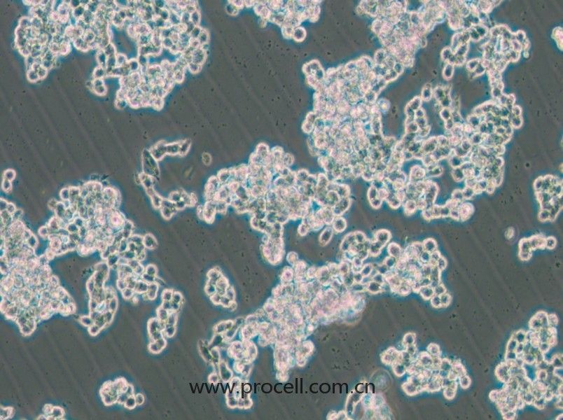 HCC1187（人乳腺導管癌細胞）（STR鑒定正確）
