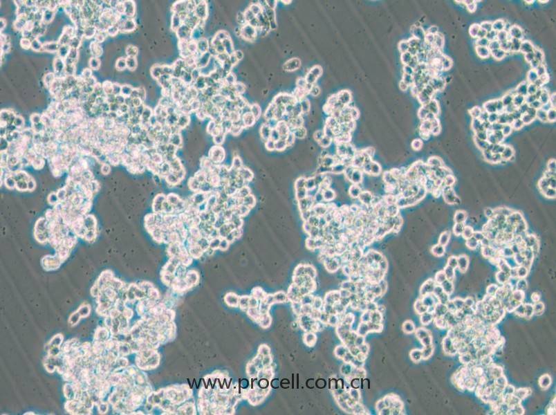 HCC1187（人乳腺導管癌細胞）（STR鑒定正確）