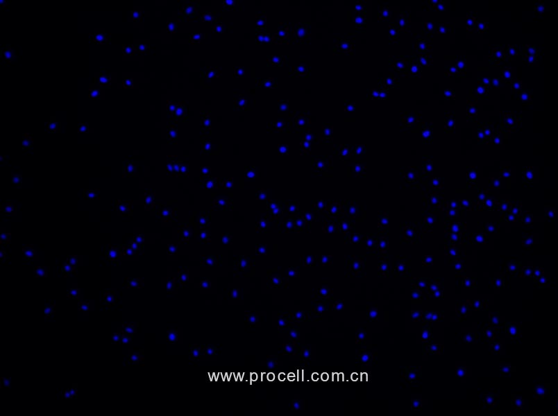 小鼠脂肪干細(xì)胞